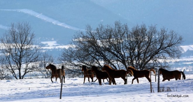 Bolu Belediyesi Ekipleri Yılkı Atları İçin Doğaya Yem Bıraktı