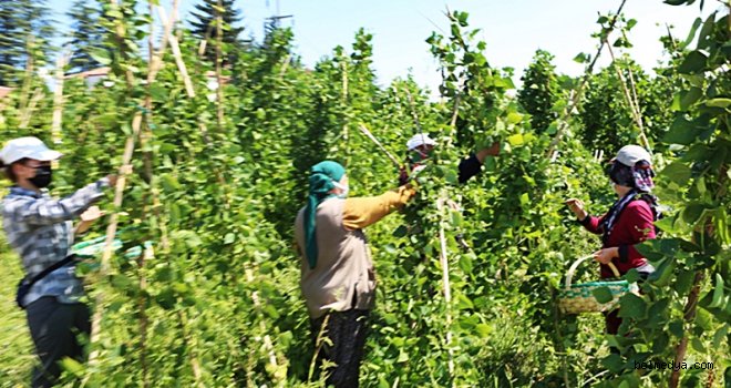 Bolu Belediyesi Organik Sebze-Meyveleri Tüketiciyle Buluşturuyor