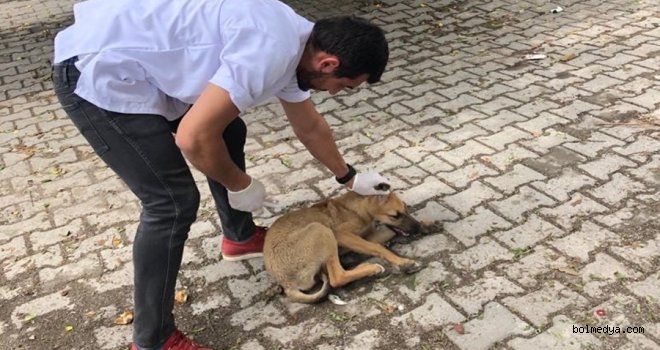 Göynük’te Sokak Hayvanları Aşılama Çalışmaları