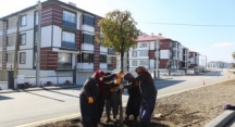 Bolu Belediyesi Ağaçlandırma Çalışmalarını Hızlandırdı