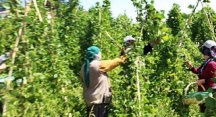 Bolu Belediyesi Organik Sebze-Meyveleri Tüketiciyle Buluşturuyor