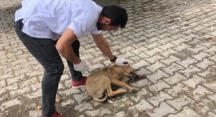Göynük’te Sokak Hayvanları Aşılama Çalışmaları